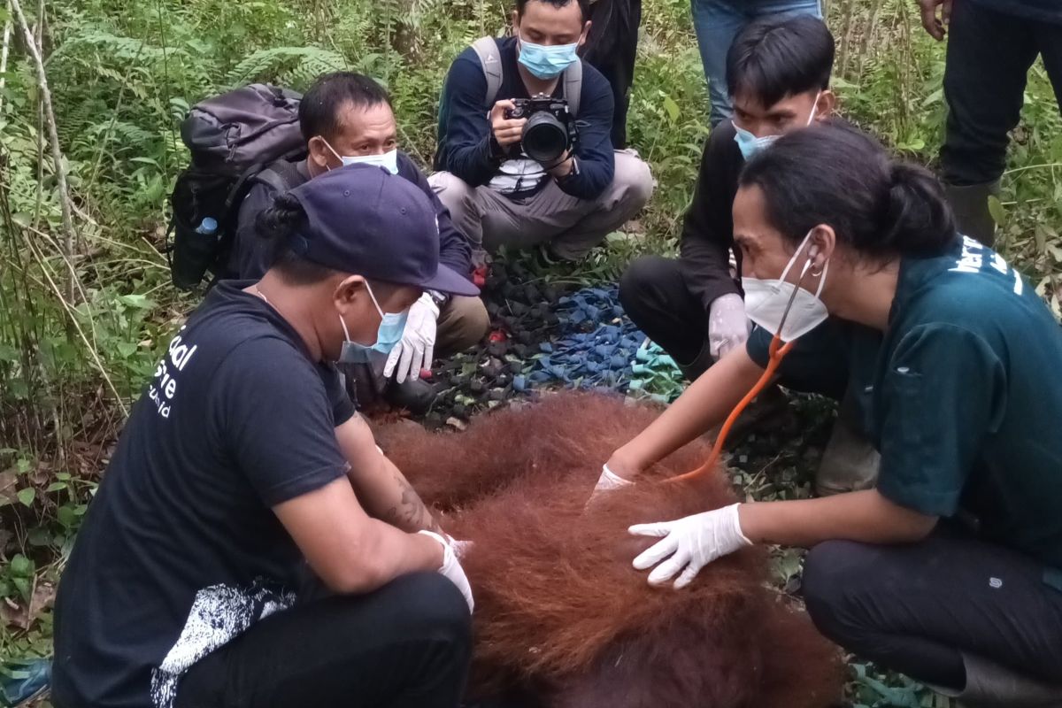 Orangutan “Mungky” ditranslokasi ke PSO ARSARI Kaltim