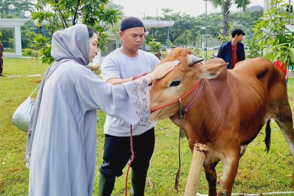 Yayasan Mochmammad Thohir berbagi berkah kurban dengan warga sekitar