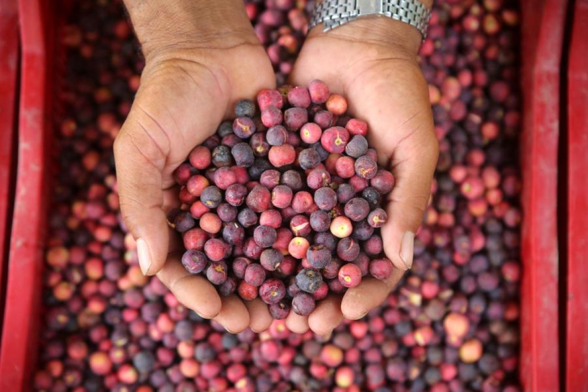 Menilik kesibukan petani memanen buah phalsa di Multan, Pakistan