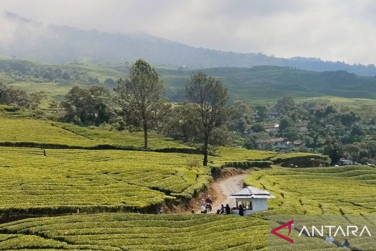 Sebanyak 1.093 pendaki jajaki  Gunung Dempo pada Juni 2025