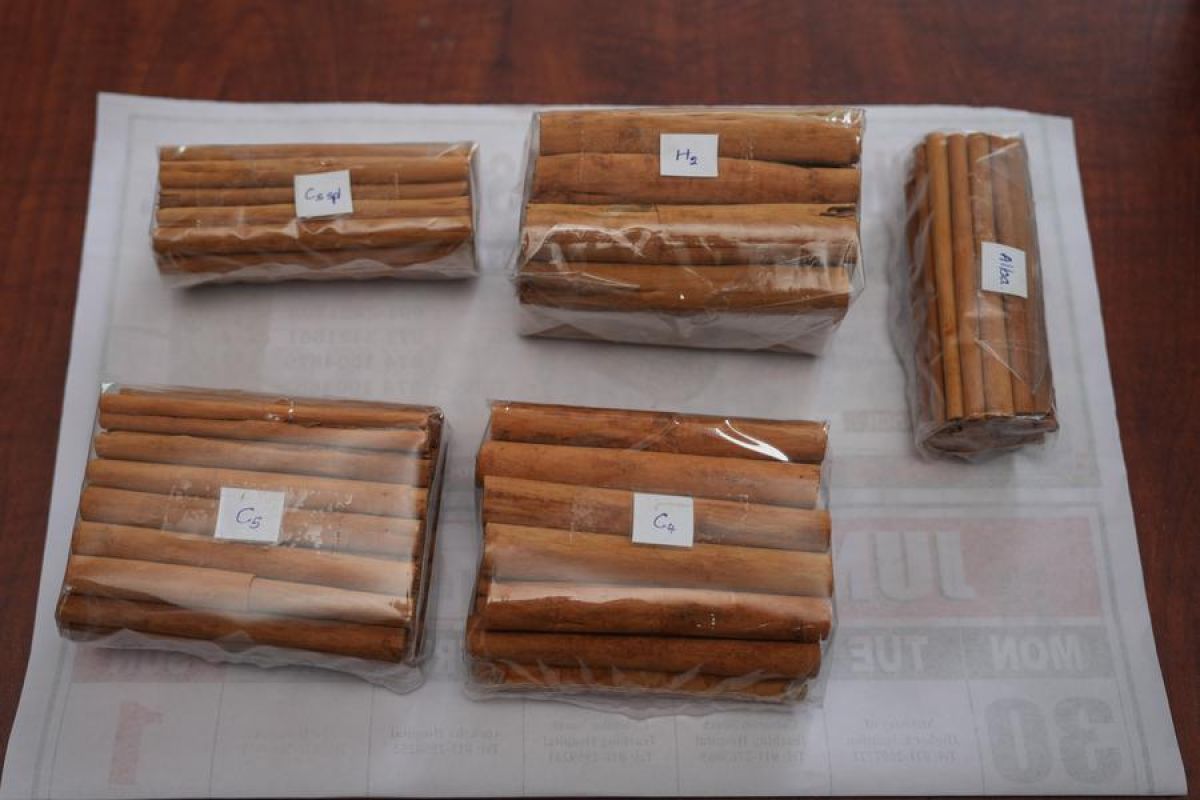 Album Asia: Mengintip suasana musim panen kayu manis di Sri Lanka