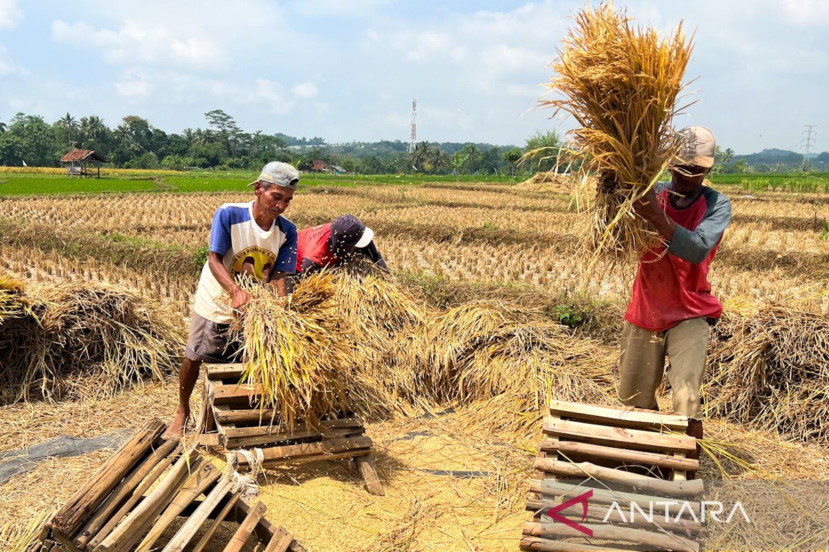 Kualitas beras di tengah kebijakan serap gabah “any quality”