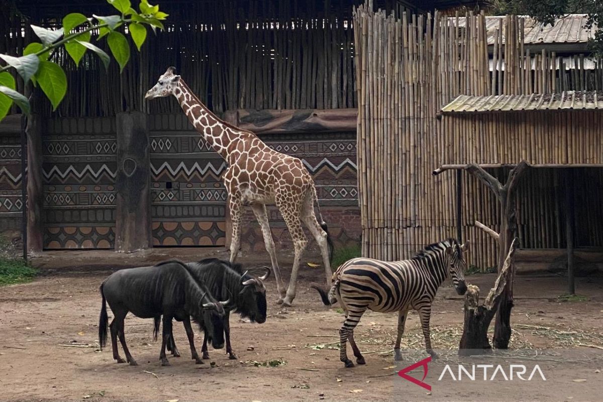 PKBSI belum terima surat dari pemkot untuk kelola Bandung Zoo