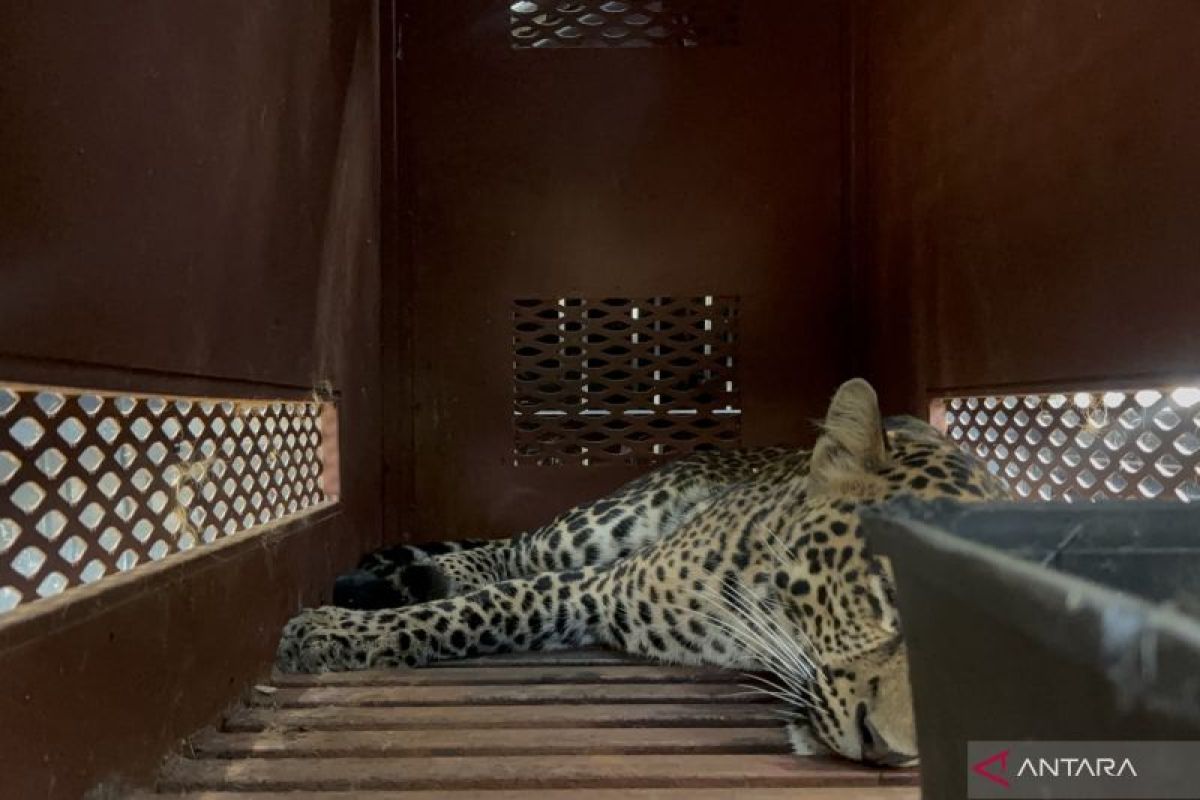 Macan tutul masuk hotel di Bandung, evakuasi makan waktu 3 jam