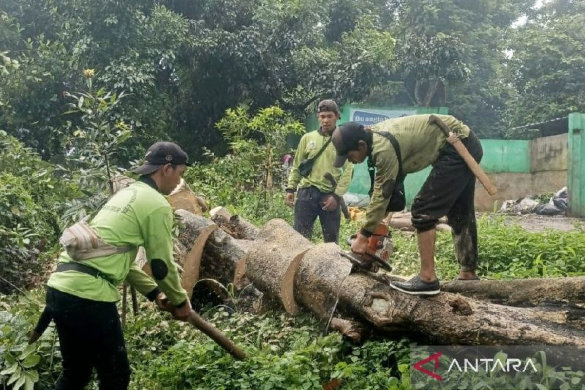 Cuaca ekstrem, puluhan petugas evakuasi pohon tumbang di Jaktim