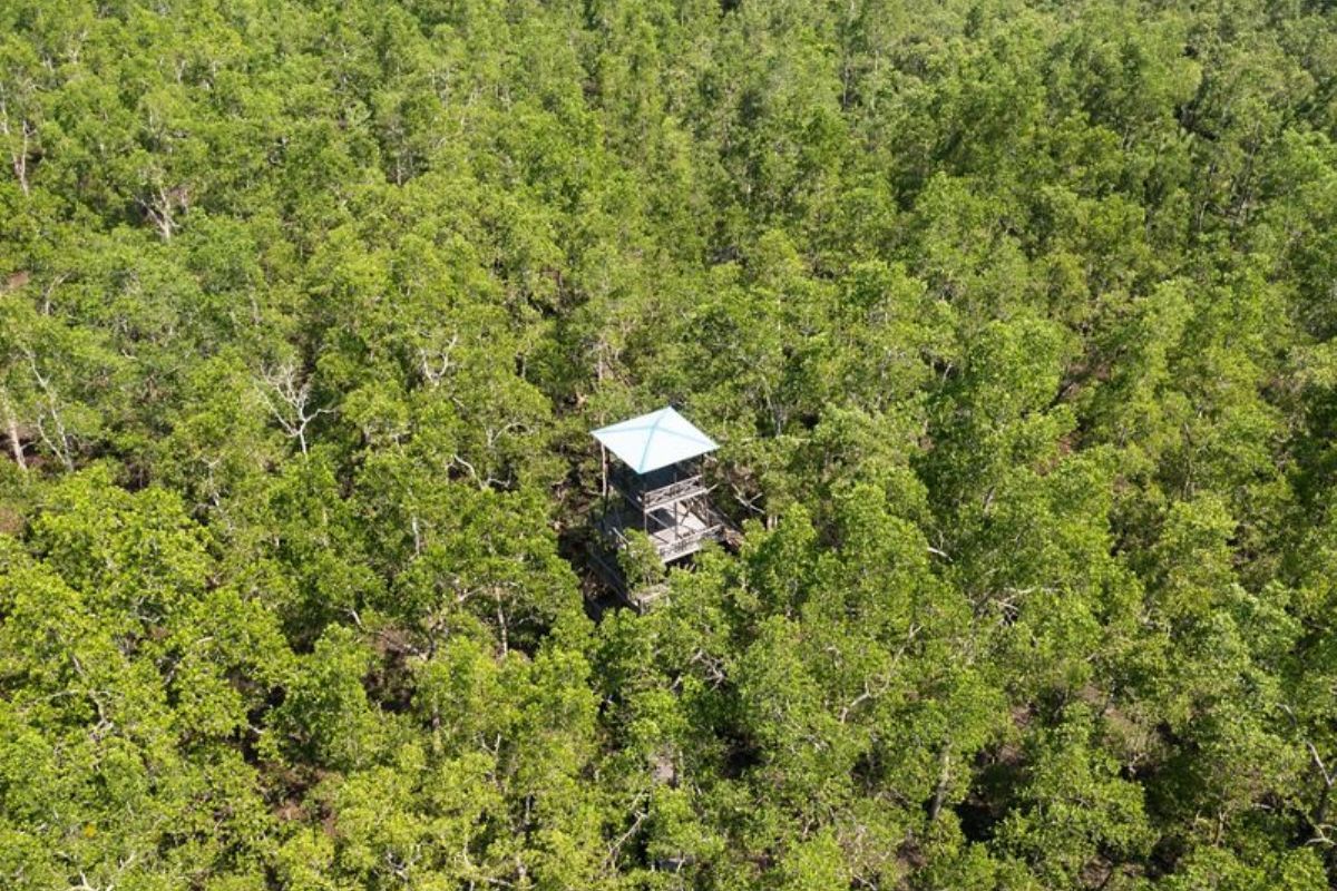 Kemenhut rehabilitasi mangrove melalui pendekatan Mandara