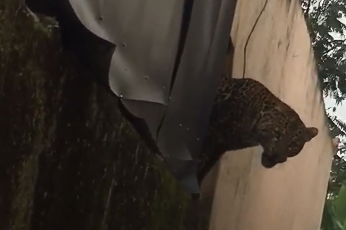 Macan tutul masuk permukiman warga di Kabupaten Bandung, dua terluka