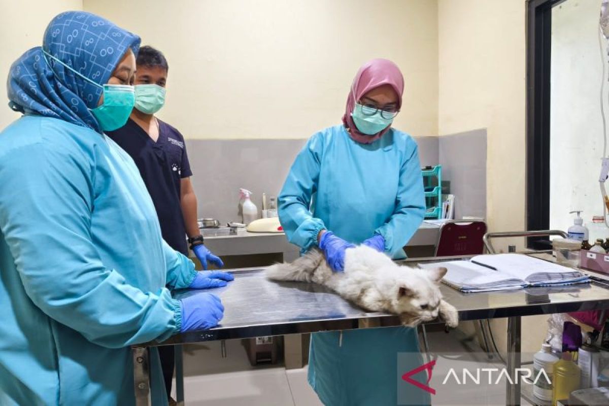 Pemkot Cirebon gencarkan layanan puskeswan di daerah cegah penularan penyakit - ANTARA News Megapolitan