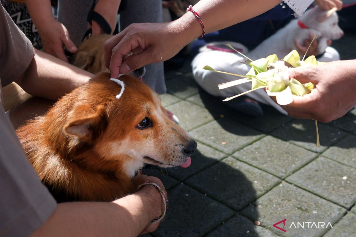 Wujud sayang hewan melalui upacara Tumpek Uye di Bali
