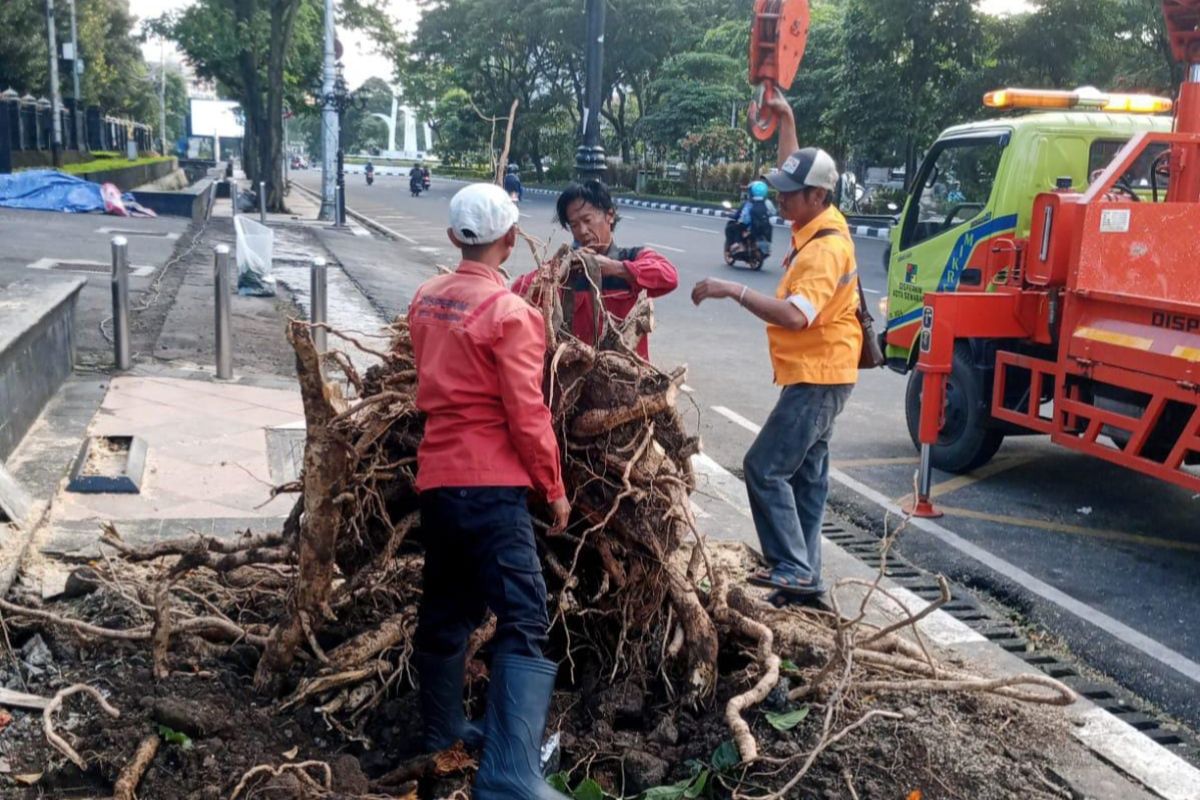Pemkot Semarang: 86 pohon tumbang akibat hujan dan angin kencang