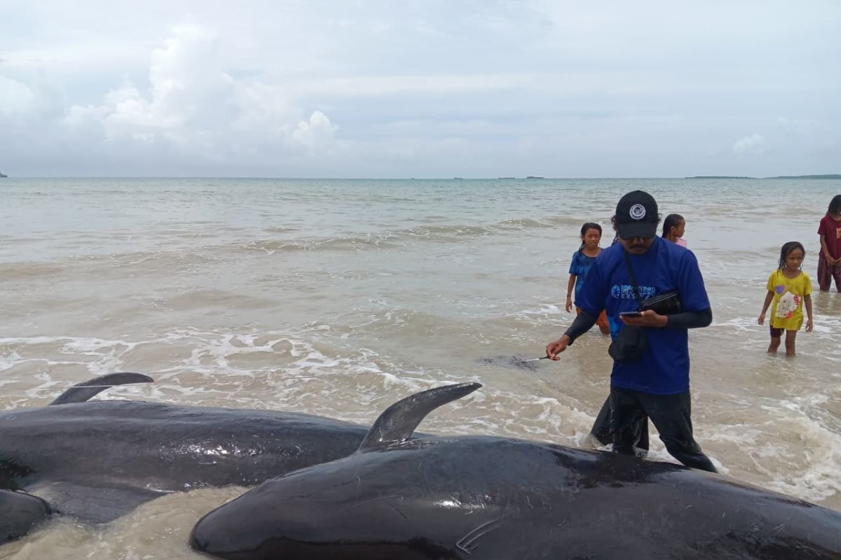 Indonesia rescues 34 stranded pilot whales in East Nusa Tenggara