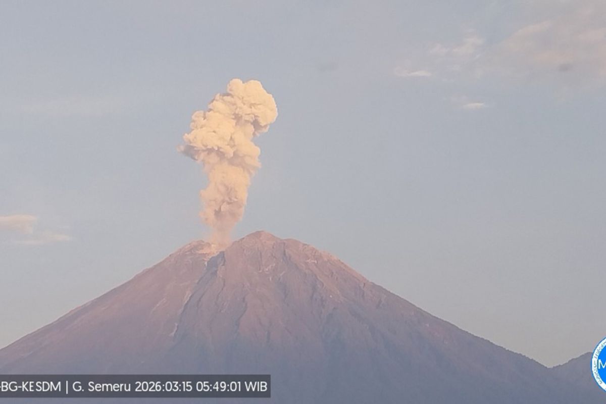 Semeru 11 kali erupsi dengan tinggi letusan hingga 1.200 meter