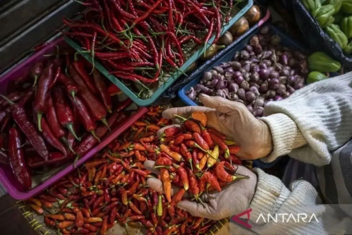 BPS sebut harga cabai rawit melampaui HAP di berbagai daerah