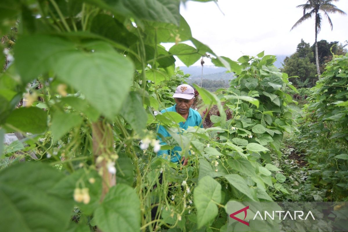 Petani Malalak di Agam panen perdana di lahan terdampak bencana