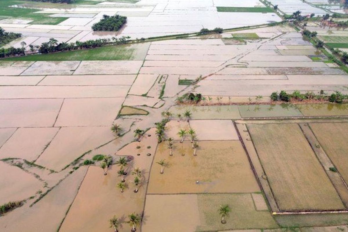 Satgas PRR rehabilitasi ribuan hektare sawah terdampak bencana