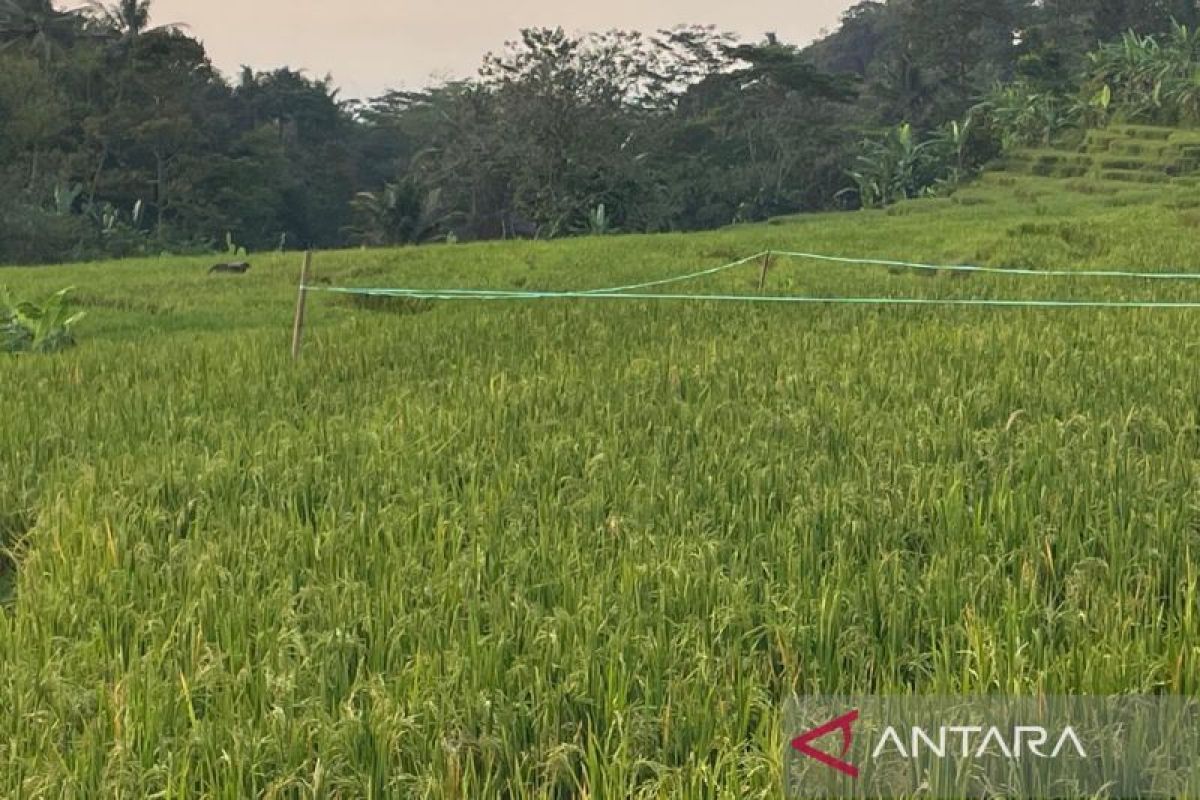 Bulog Cirebon menyerap 159.047 ton gabah hasil panen petani hingga April 2026