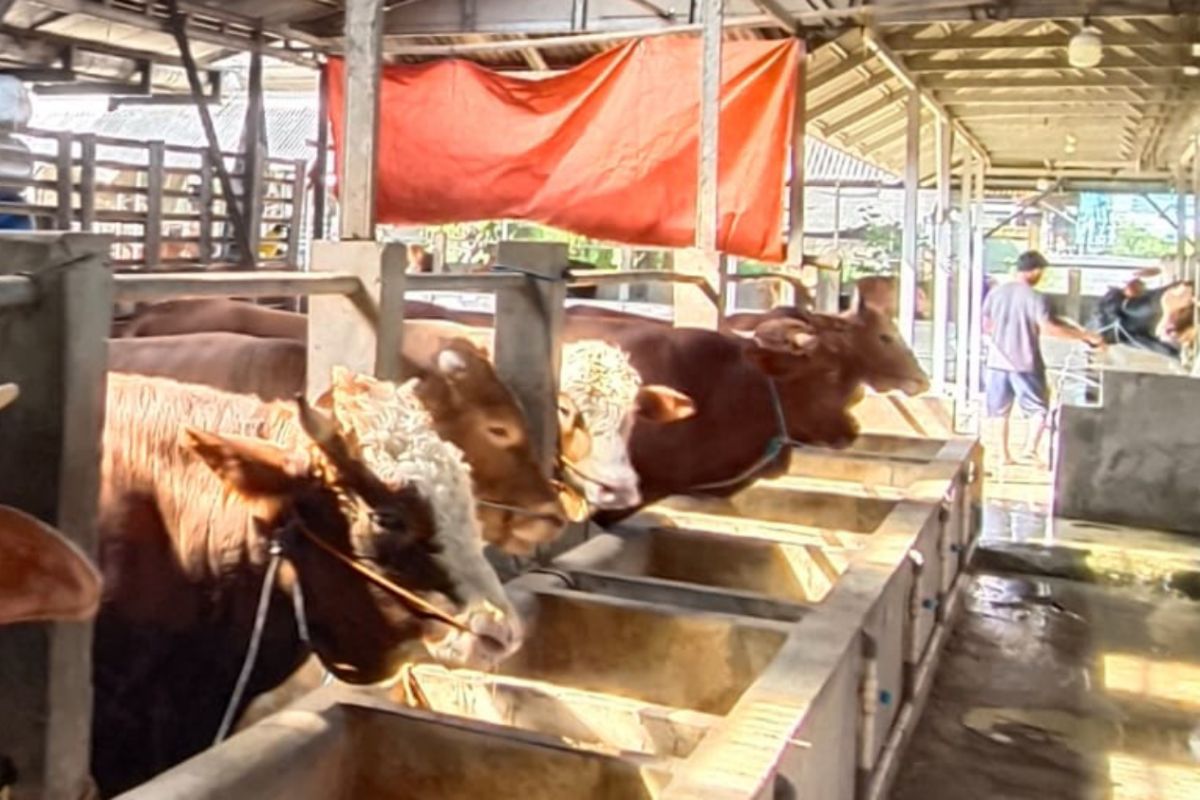 Berburu Hewan Kurban? Pastikan Ada Sertifikat Ini Agar Ibadah Tenang