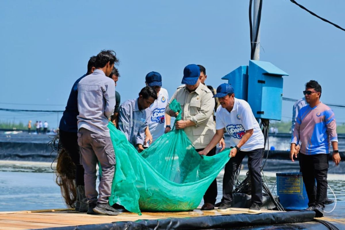 Seskab: Presiden yakini potensi RI jadi produsen udang unggulan dunia