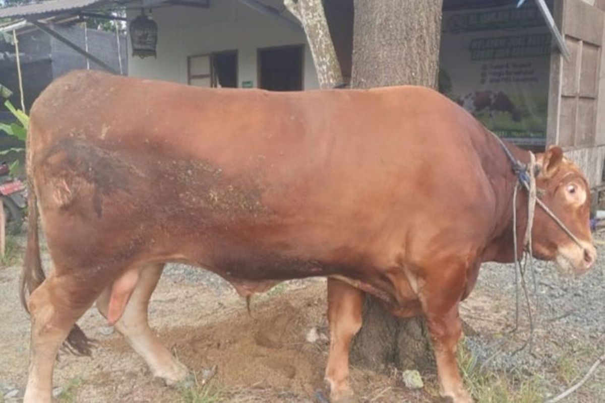 Dinas Pertanian: Sapi kurban Presiden di Tapin seberat 970 kilogram