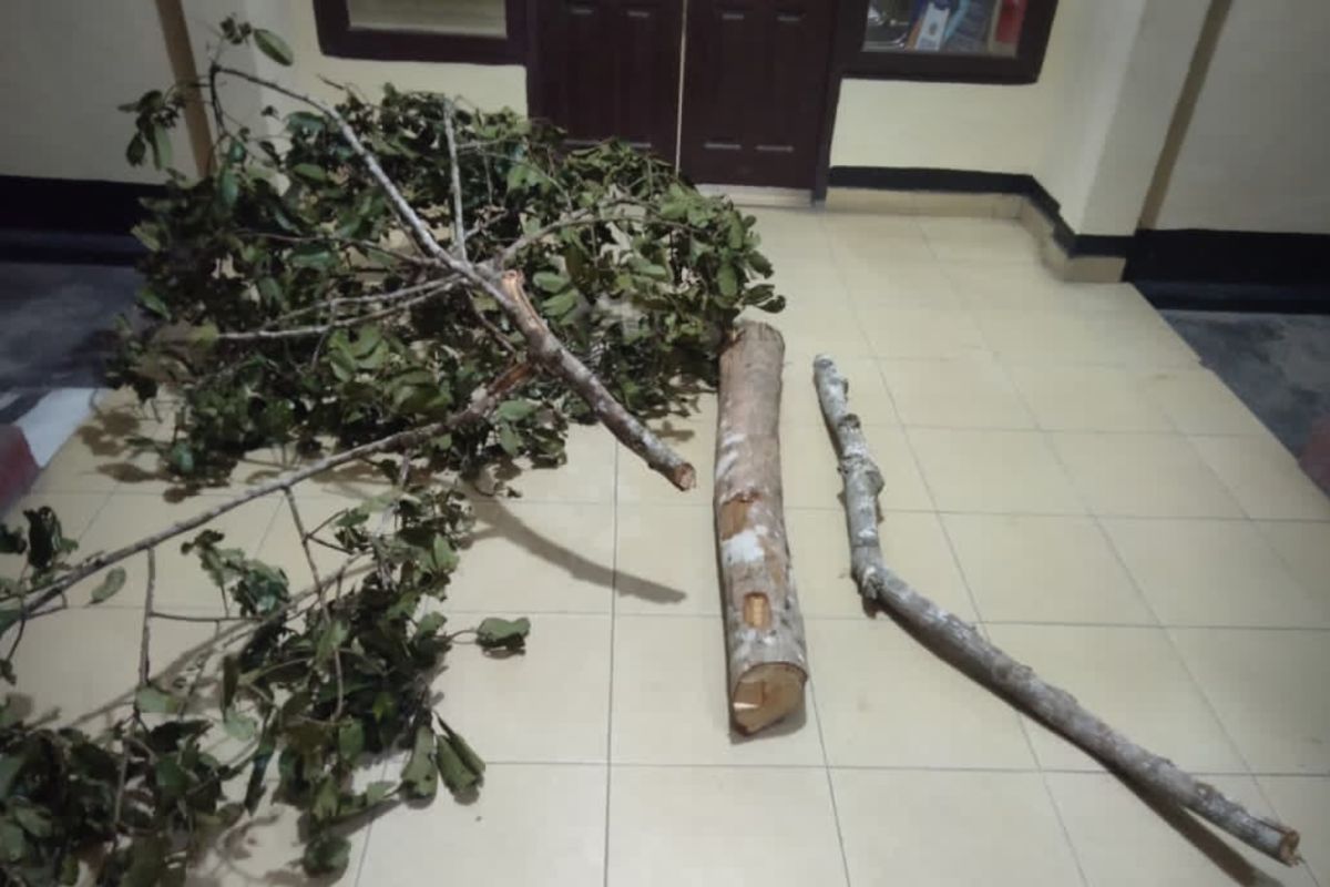 Polsek Pinggir ungkap dugaan perambahan hutan di Areal Konsesi PT Arara Abadi, dua warga diamankan