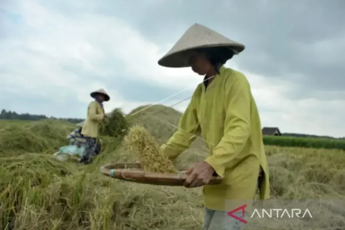 Dinas Pertanian: Produksi padi di Sumsel naik 5 persen saat kemarau
