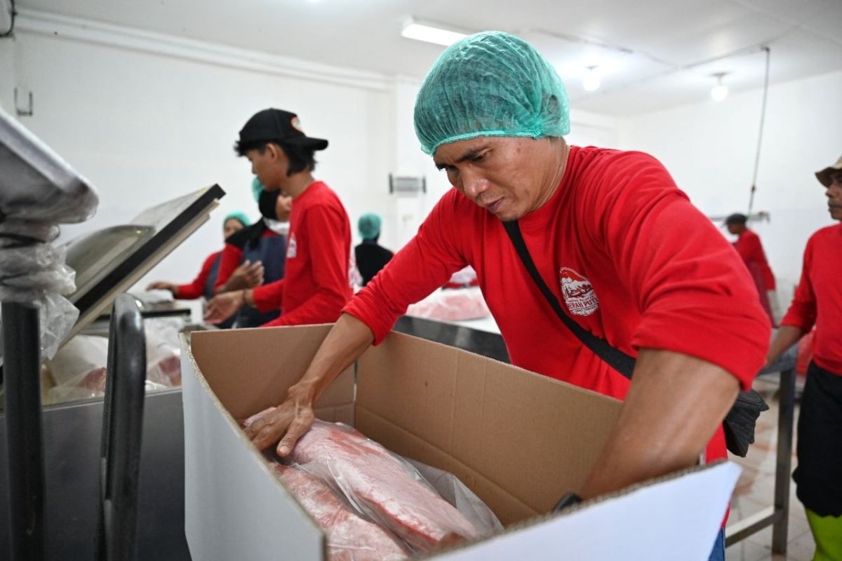 KNMP Tongke-Tongke di Sulsel mengirim 77 ton tuna loin ke Jakarta — NadiKabar.com