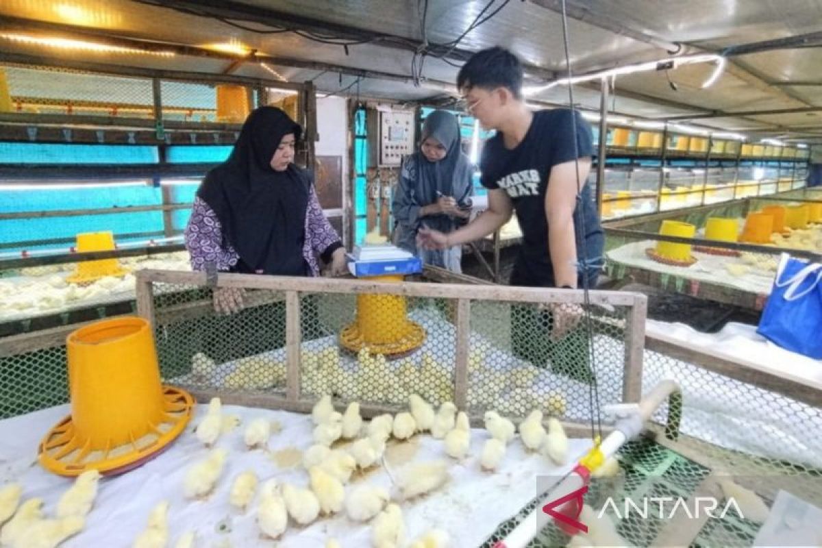 DPKH Kaltim bina peternak lokal pastikan bibit unggas sehat dan teruji — NadiKabar.com