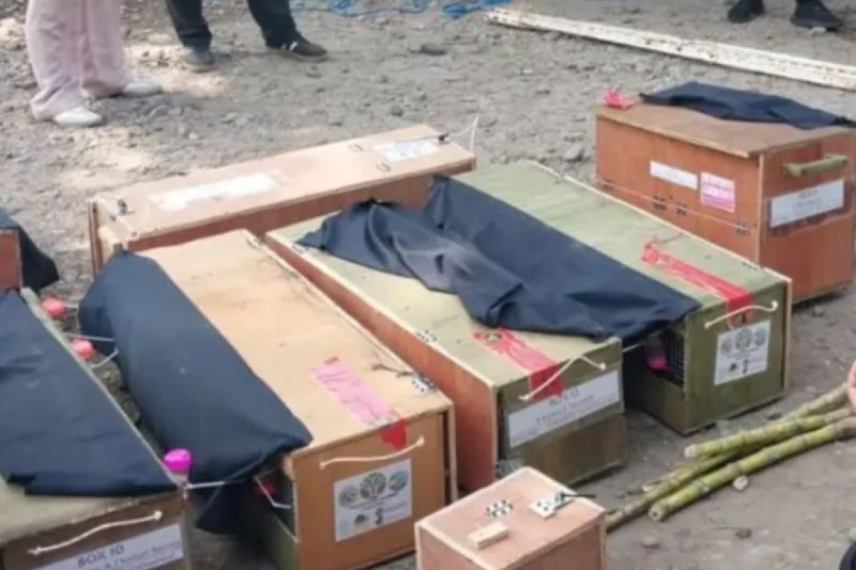 BKSDA Maluku terima 58 ekor satwa liar hasil penyelamatan di Sulut — NadiKabar.com