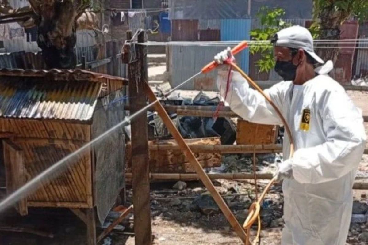 Wabah Flu Burung Renggut Ribuan Unggas di Sinjai
