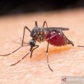 WHO: Jumlah kematian akibat malaria melebihi COVID-19 di Afrika