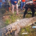 Seekor buaya panjang empat meter ditangkap di Pasaman Barat