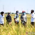 Presiden Jokowi dengarkan keluhan para petani di Indramayu
