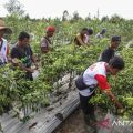 Panen cabai dan bawang merah di lahan gambut Kalimantan Tengah