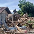 Dari tsunami ke bencana banjir, gajah sumatera datang membantu Aceh