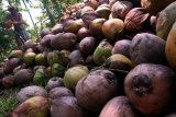 Sulut ekspor 5.500 ton minyak kelapa mentah ke Malaysia