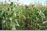 Distanak salurkan 7.500 Kg benih jagung