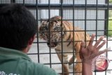 Sumatran tigers seen wandering around Kambang Timur village