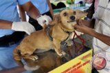Distan Minahasa Tenggara: penyuntikan vaksin Rabies dilakukan secara rutin