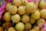 Distan minta buah pala dipanen setelah sembilan bulan