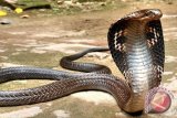 Pemuda Depok tewas dipatok ular KIng Cobra