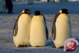 Penguin Gembira Loka tiba akhir Juli