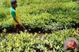 Pemkab tanami kawasan Pasir Mendit dengan mangrove 