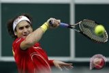 Ferrer Absen Bela Piala Davis   