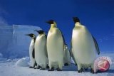 Glzoo terima kiriman penguin dari Singapura 