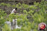 Pemkab tanam mangrove di Pasir Mendit 