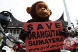 Save Oranguntan Sumatera