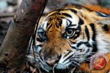 Kucing besar tertua ditemukan di Tibet