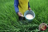 Petani di Bone Sulsel keluhkan pembatasan pupuk dari penyalur