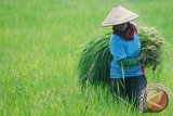Buruh Cabut Gulma