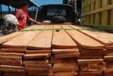 Polhut Pasaman Amankan Tiga Kubik Kayu